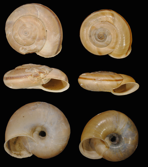 Chilostoma cingulatum... appennino parmense